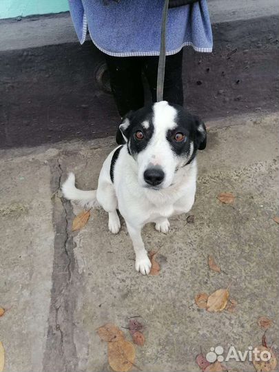 Собака в добрые руки отдам бесплатно