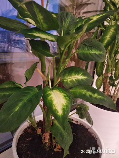 Диффенбахия