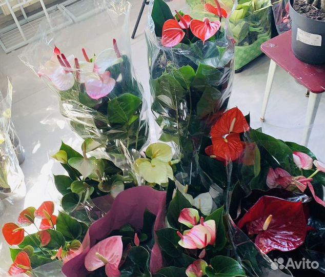 Антуриум обновление ассортимента