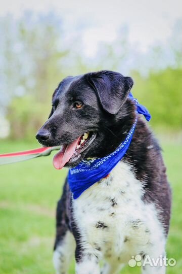 Собака из приюта Некрасовка