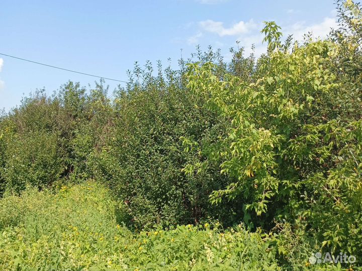 Саженцы вишни