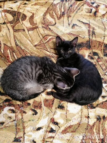 Котята мальчики в добрые руки