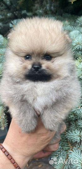 Померанский шпиц тип мишка
