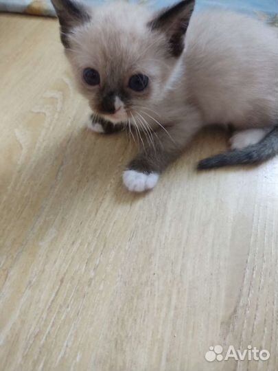 Сиамские котята помест с шотландским