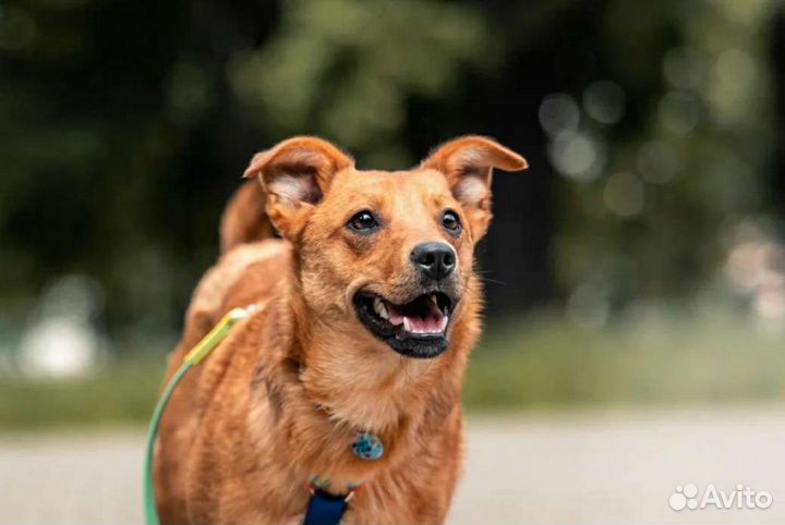 Собака в добрые руки