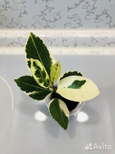 Фикус Микрокарпа Альбомаргината