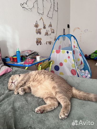 Передержка для кошек