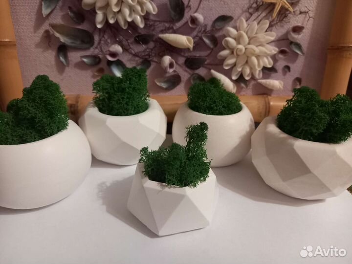 Кашпо со стабилизированным мхом