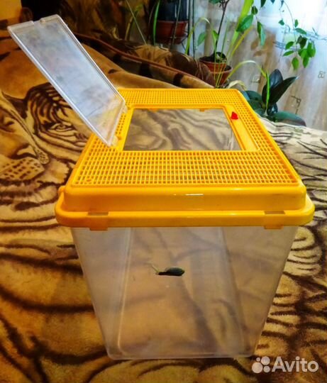 Террариум,аквариумы