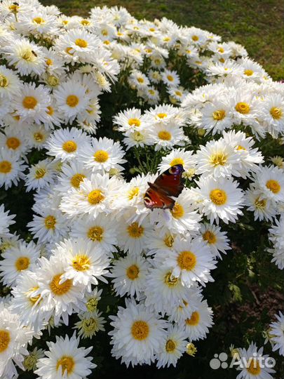 Хризантемы многолетние