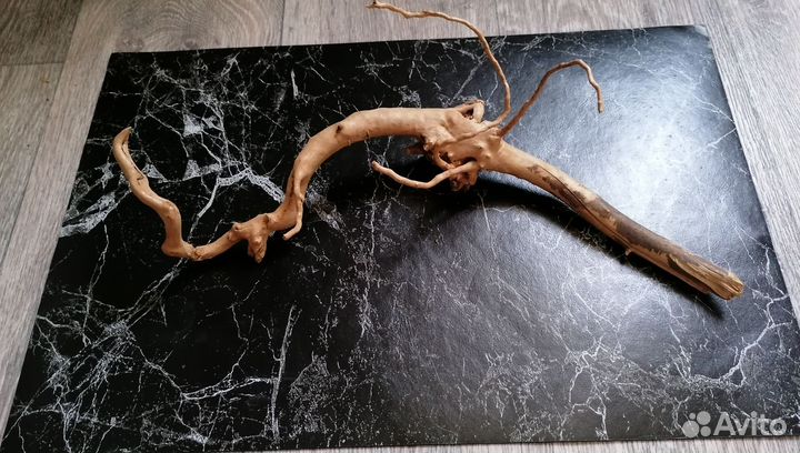 Корень мангры