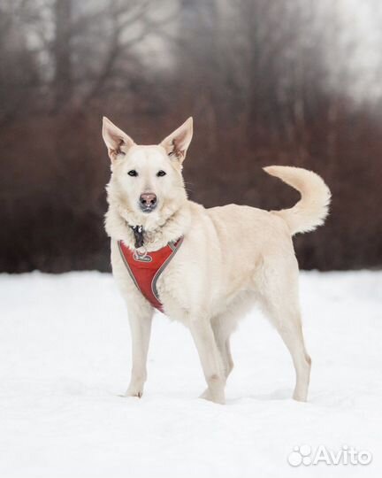 Собака в добрые руки бесплатно