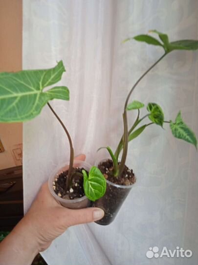 Фикус шривериана, сингониум вайт империал