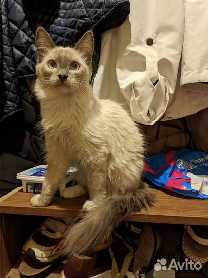Отдам в добрые руки котенка девочку)
