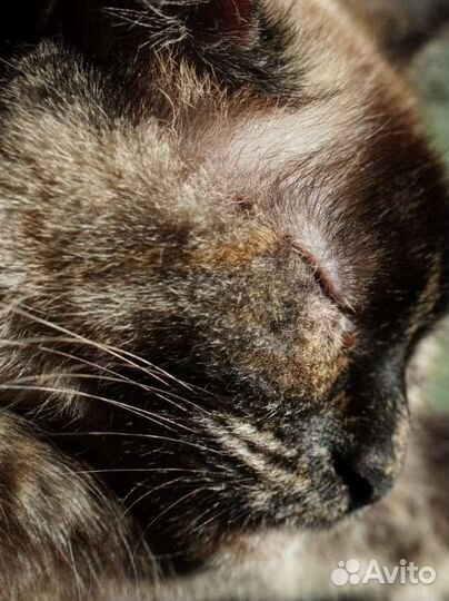 Кошачьи усы