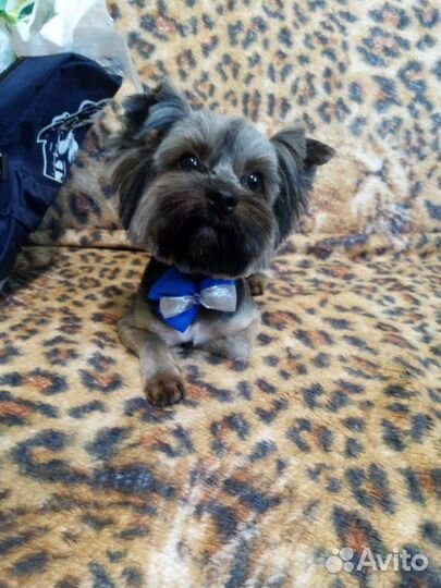 Домашние животные собаки маленькие