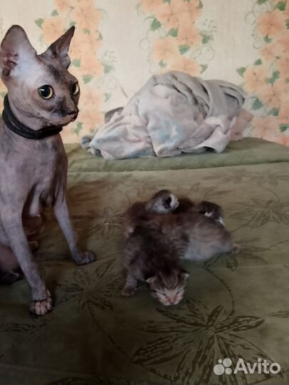 Котята от сфинска
