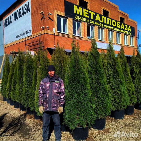 Туя смарагд саженцы