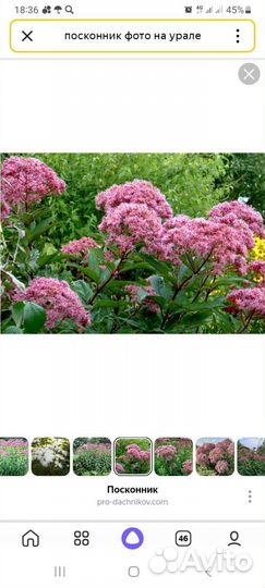 Буковница,гейхеры,медуницы и многое другое