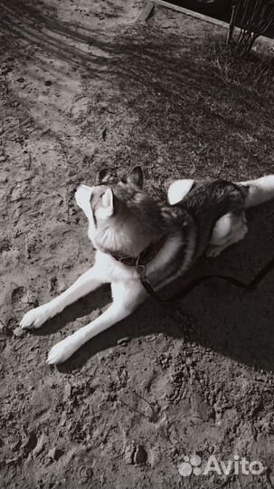 Сибирский хаски