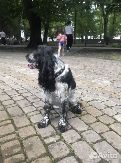 Коккер спаниель