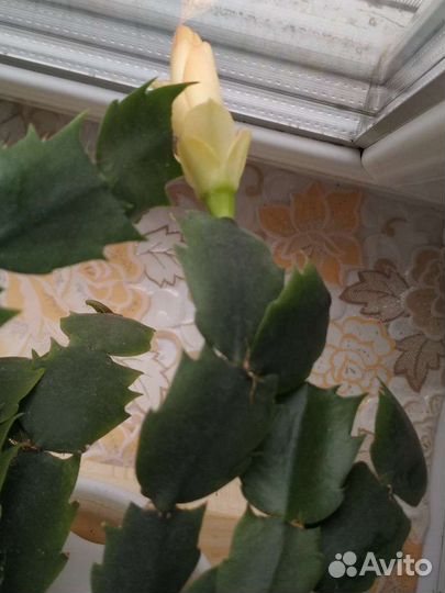 Цветок декабрист