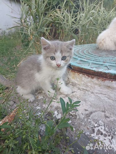 Отдам котят в добрые руки