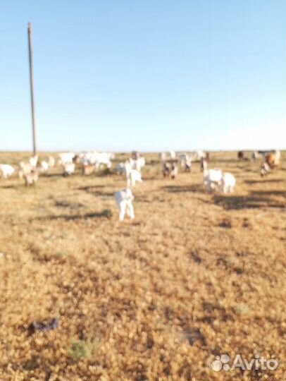 Продаю козлят 2х месячных