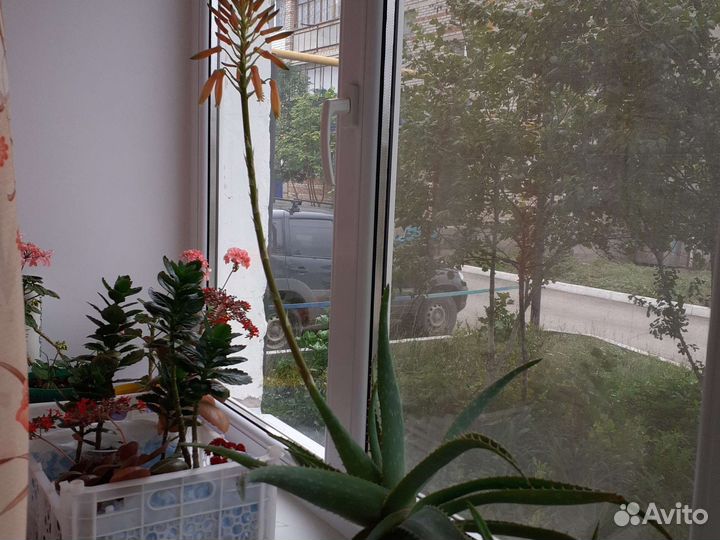 Продам алое вера