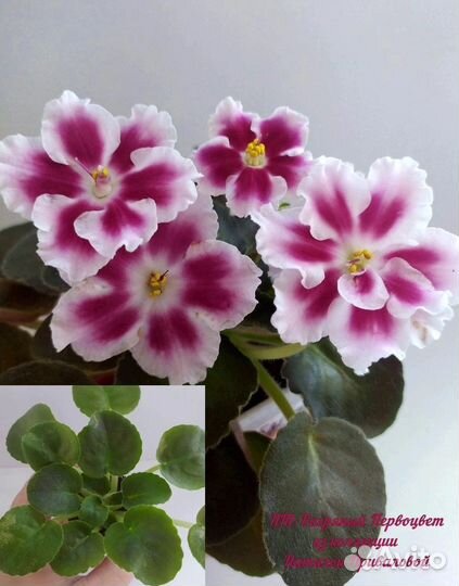 Фиалки стандарты детки и пасынки