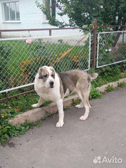 Среднеазиатская овчарка алабай