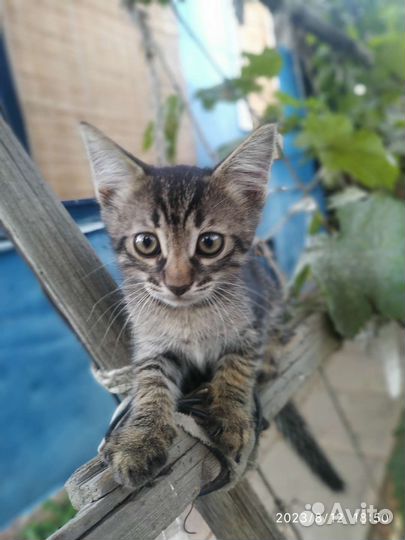 Котенок Перчик