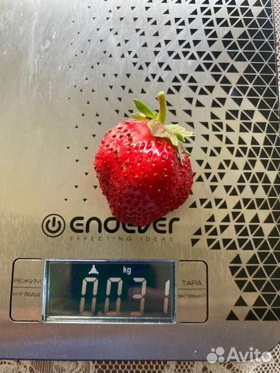 Рассада клубники