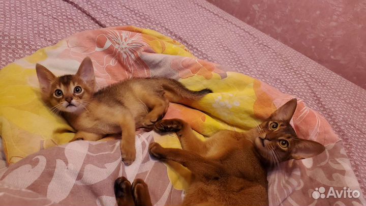 Абиссинские котята