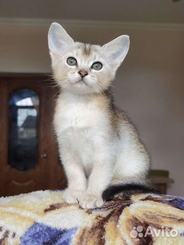 Абиссинский котенок серебро объявление продам