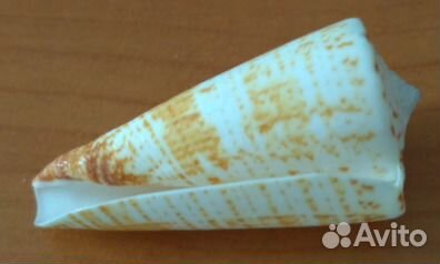 Морская раковина