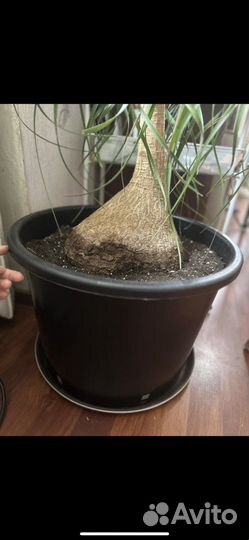 Нолина гиганская пальма