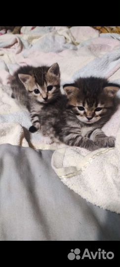 Котята метисы мейн- кун и бенгальские