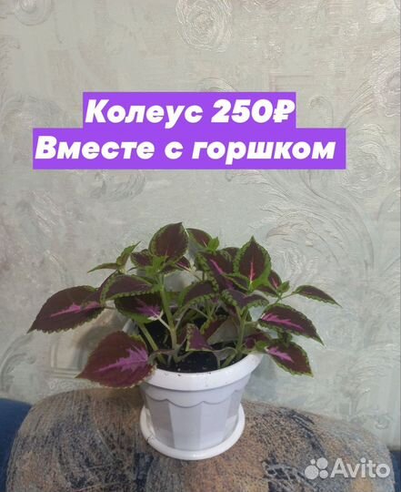 Комнатные растения