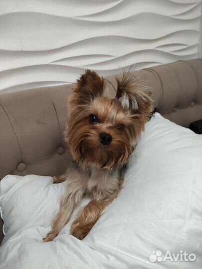 Йоркширский терьер вязка мальчик