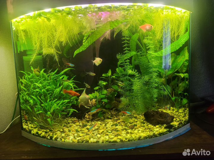 Аквариум