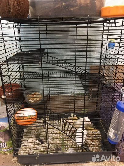 Песчанка бесплатно