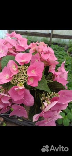 Гортензия крупнолистная в горшке