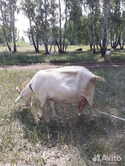 Козы дойные молочные