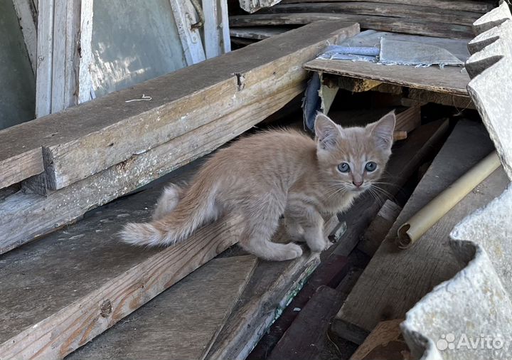 Котята 1 месяц