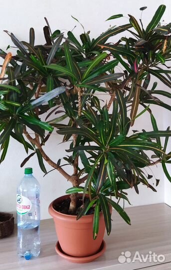 Взрослые кодиеумы (кротоны)