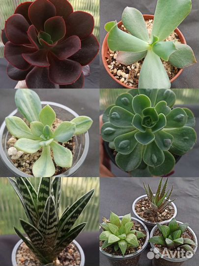 Суккуленты, кактусы