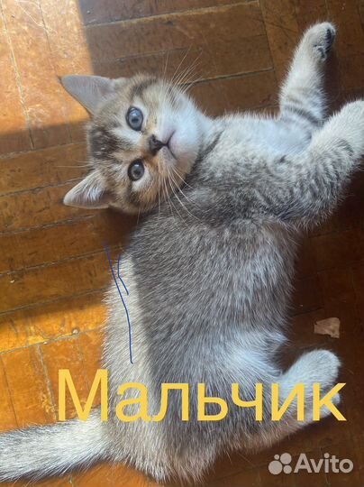 Шотландские котята