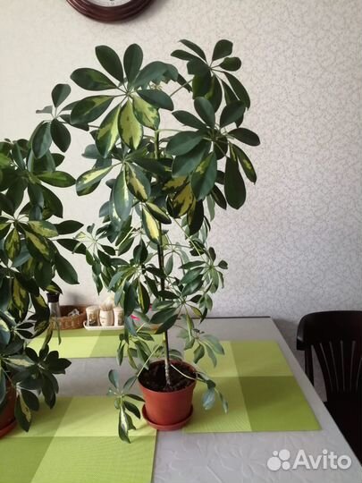 Комнатные растения цветы