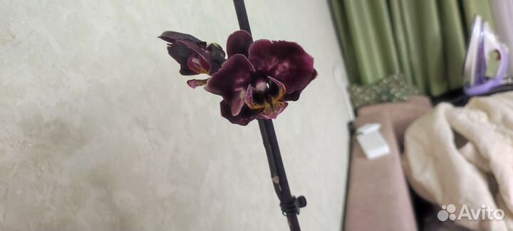 Орхидея